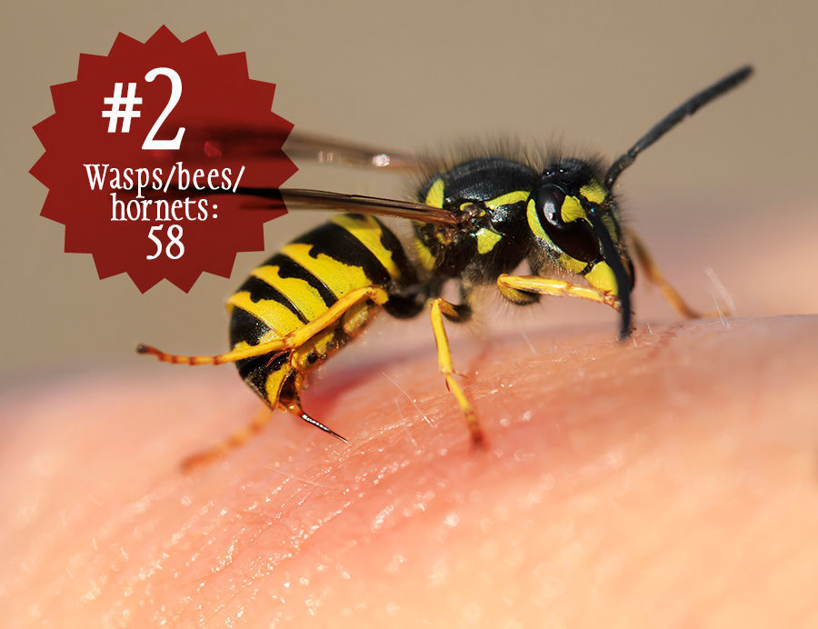Wasps, bees, hornets